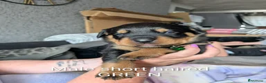 Rottweiler 3