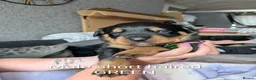 Rottweiler dogs for sale: Long and short hair chunky rotties  - Advert 5