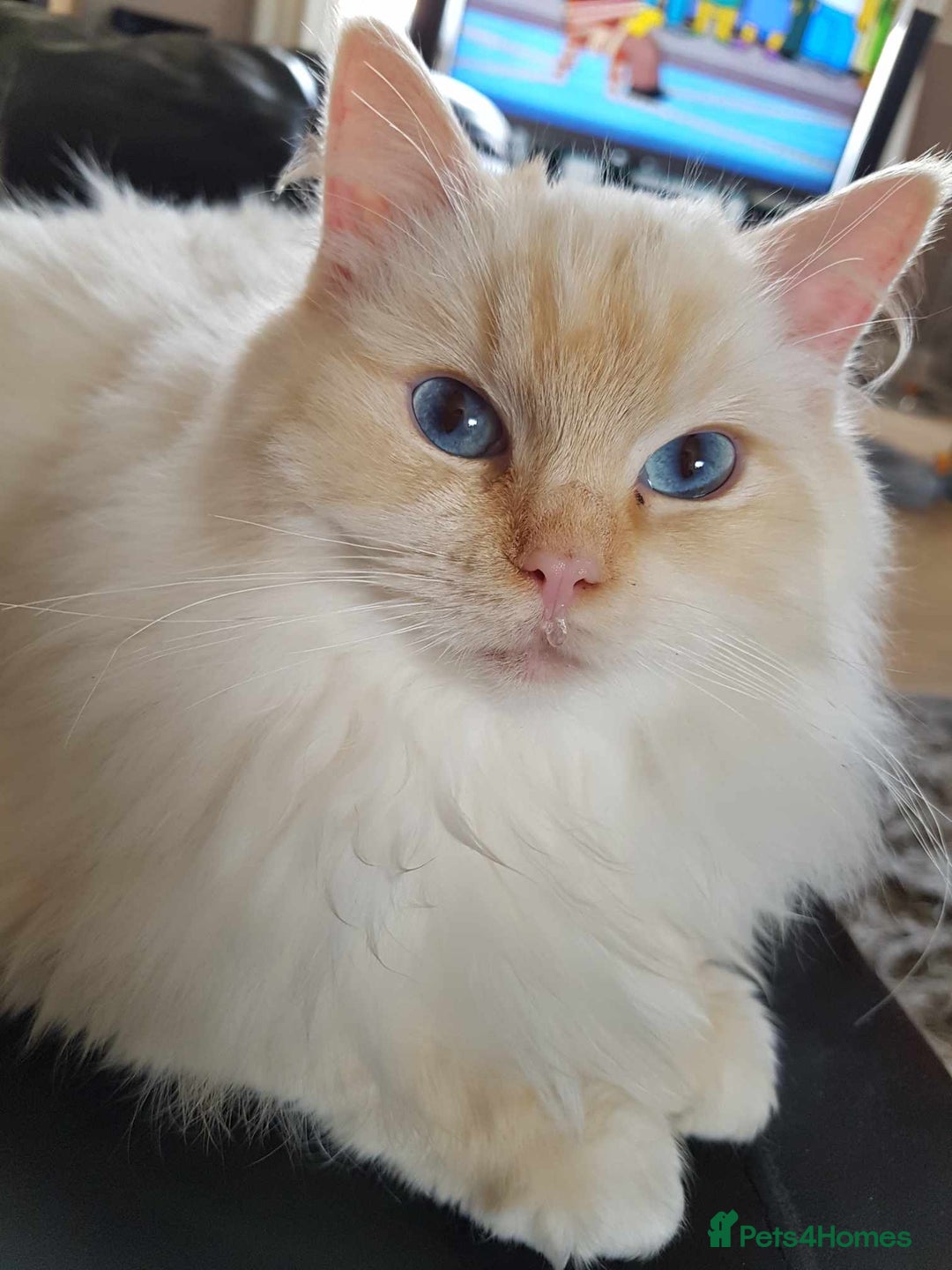 Ragdoll cats for sale: 2 ragdolls for sale - Image 6