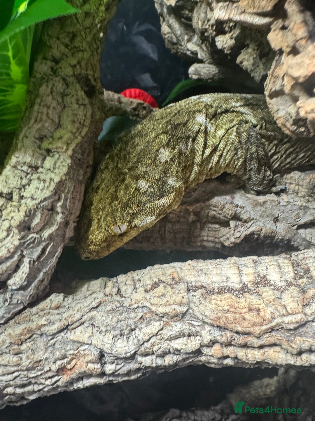Gecko reptiles for sale: Breeding pair of Leachianus gecko’s with set up - Image 2