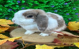 Mini Lop rabbits for sale: Beautiful mini lop adults (proven)  - Advert 8