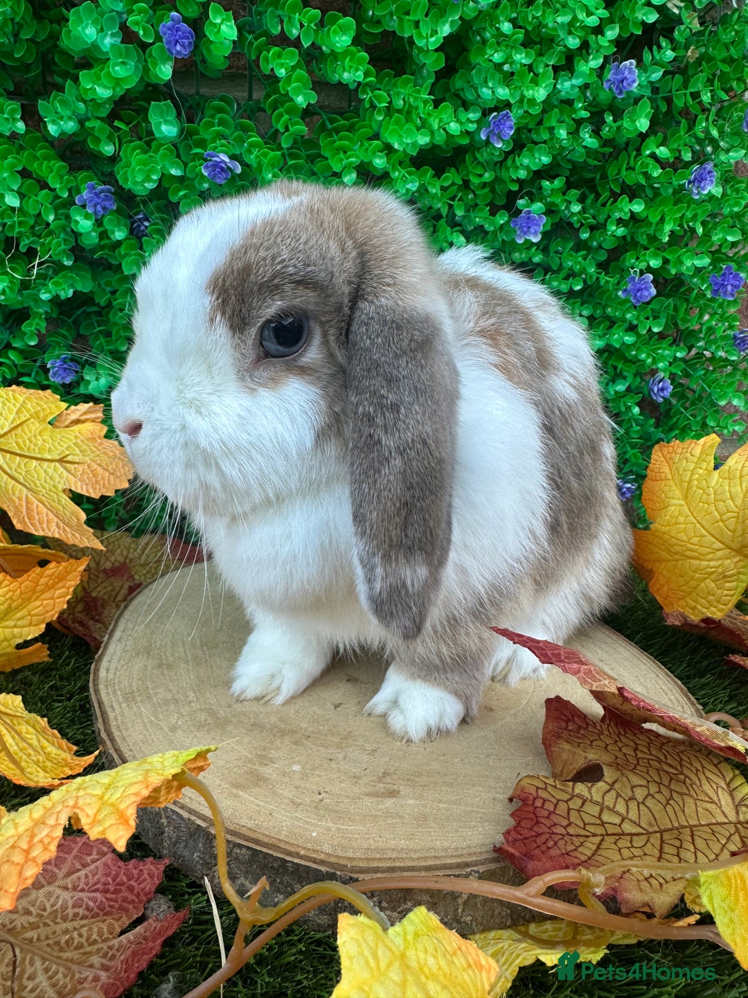 Mini Lop rabbits for sale: Beautiful mini lop adults (proven)  - Advert 8