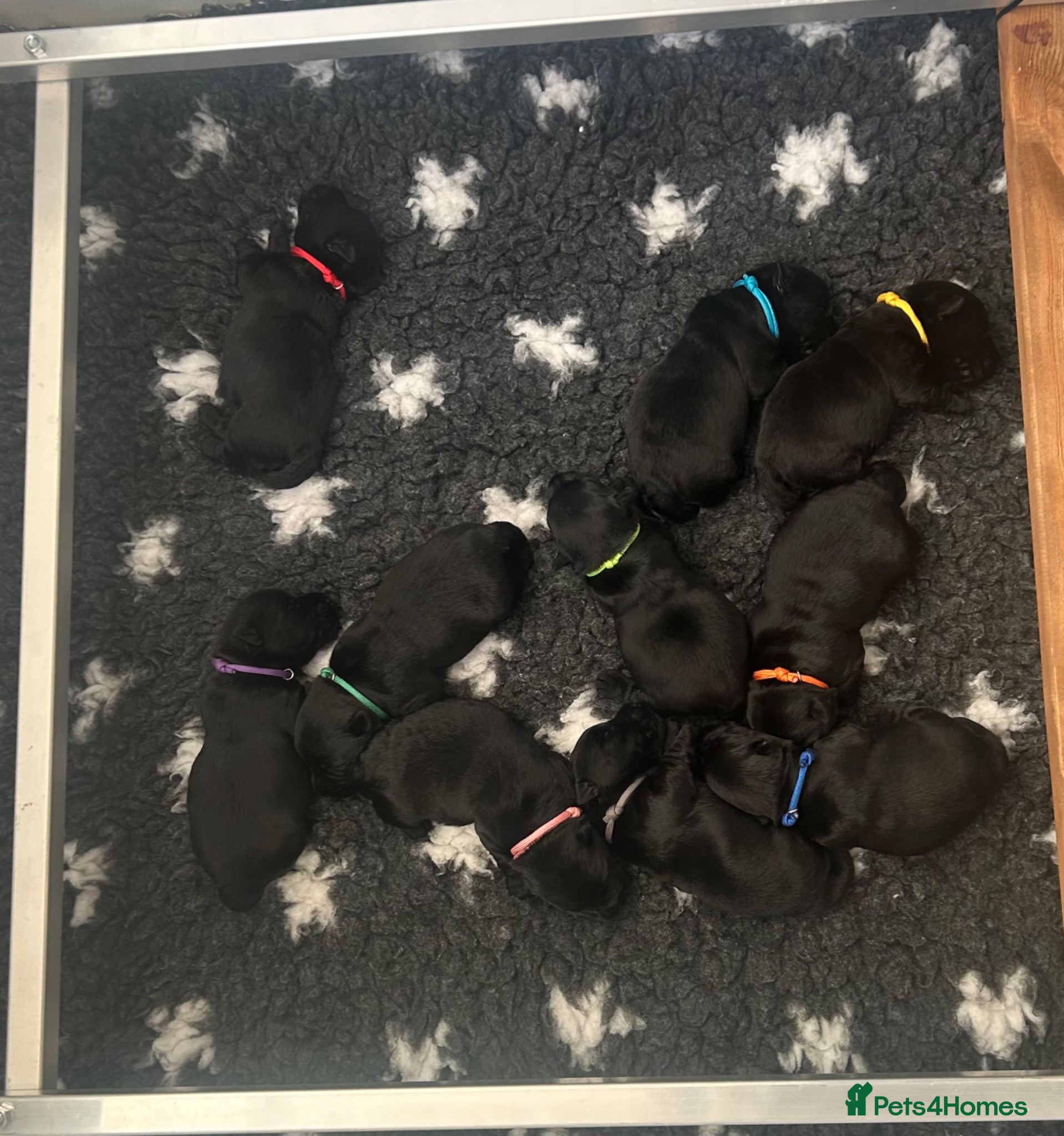 Scottish Terrier dogs Scottish Terrier puppies - Advert 2