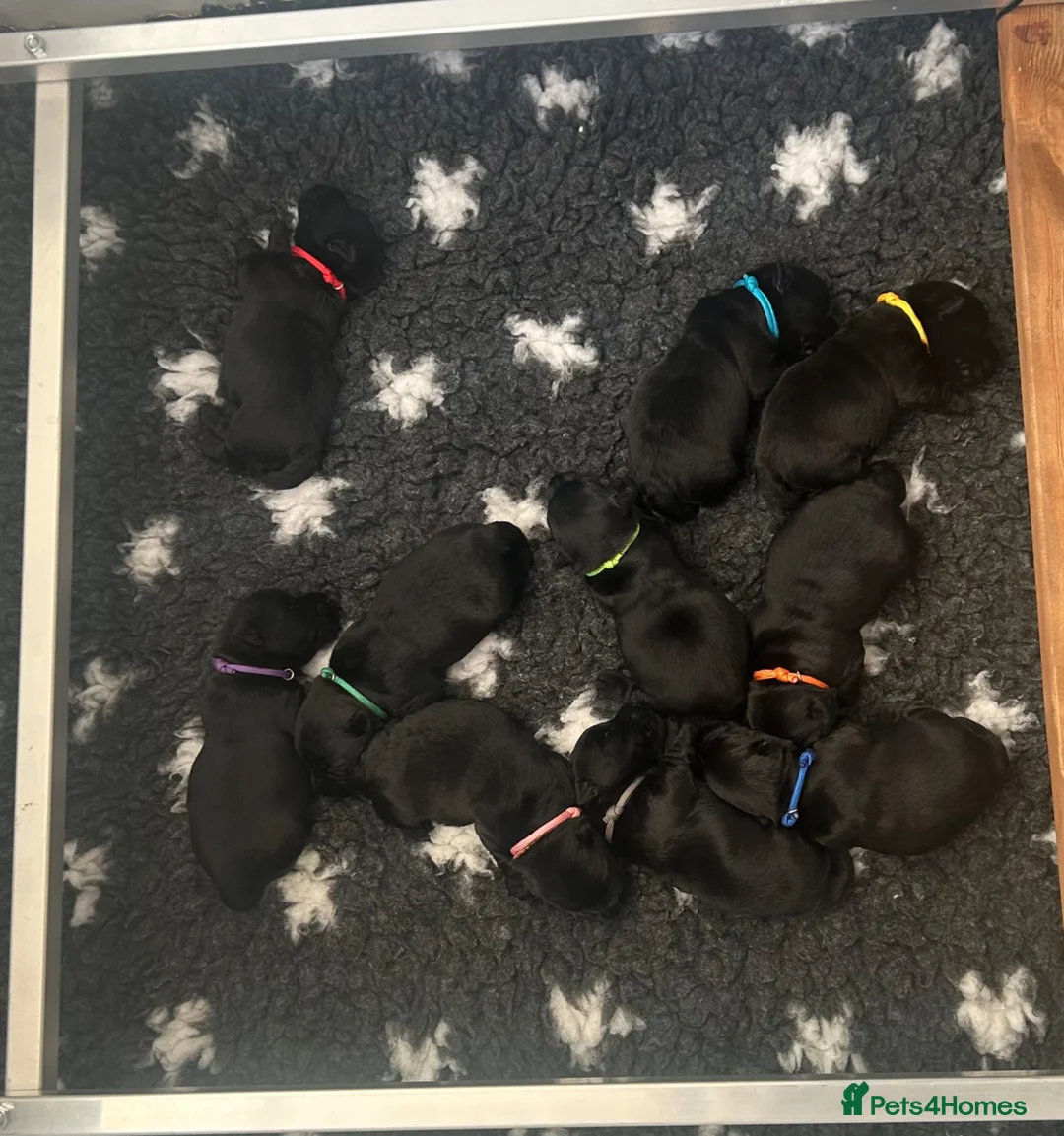 Scottish Terrier dogs for sale: Scottish Terrier puppies in Pontefract - Advert 2