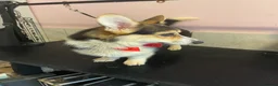 Welsh Corgi Pembroke dogs for stud: Proven KC Quality Pembroke Welsh Corgi for Duties  - Advert 3