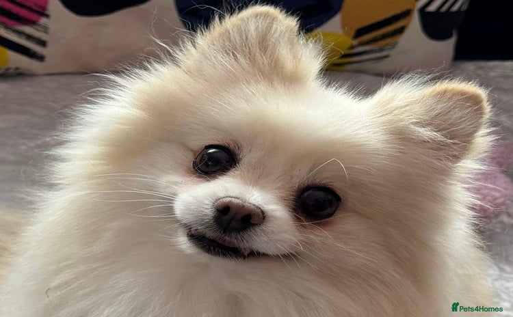 Pomeranian dogs - Advert 14