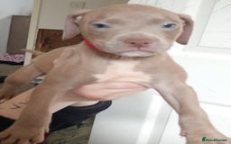 Mixed Breed dogs for sale: Cane corso x Irish Staffy Pups - Image 6