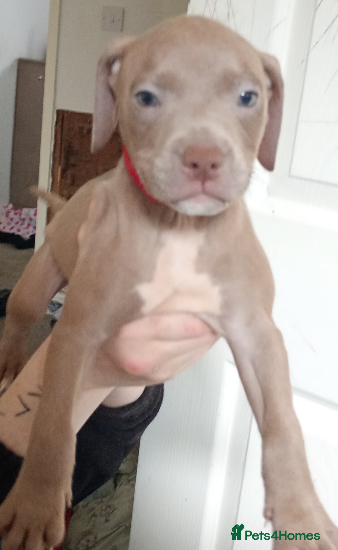 Mixed Breed dogs for sale: Cane corso x Irish Staffy Pups - Image 6