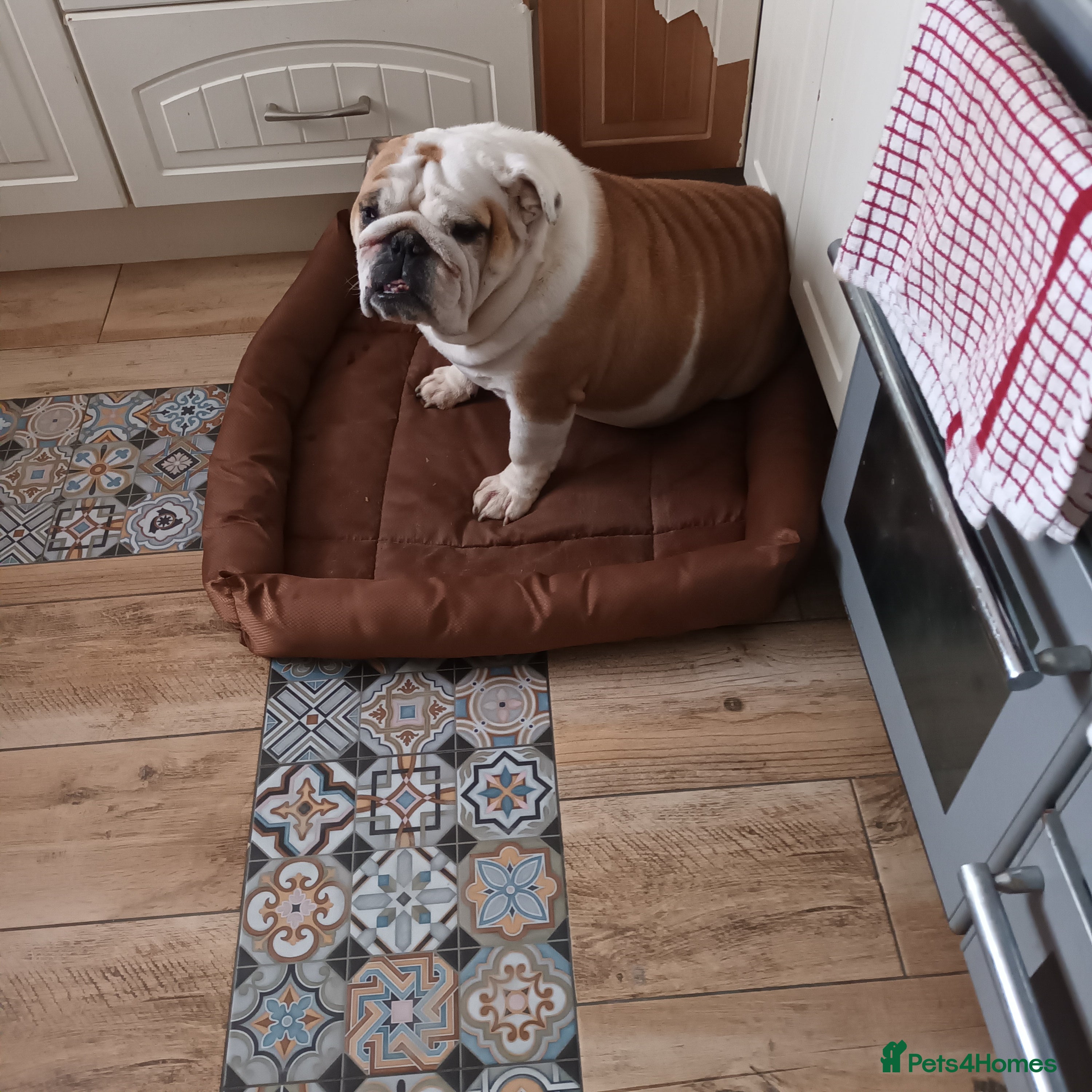 English Bulldog dogs Bella - Advert 12