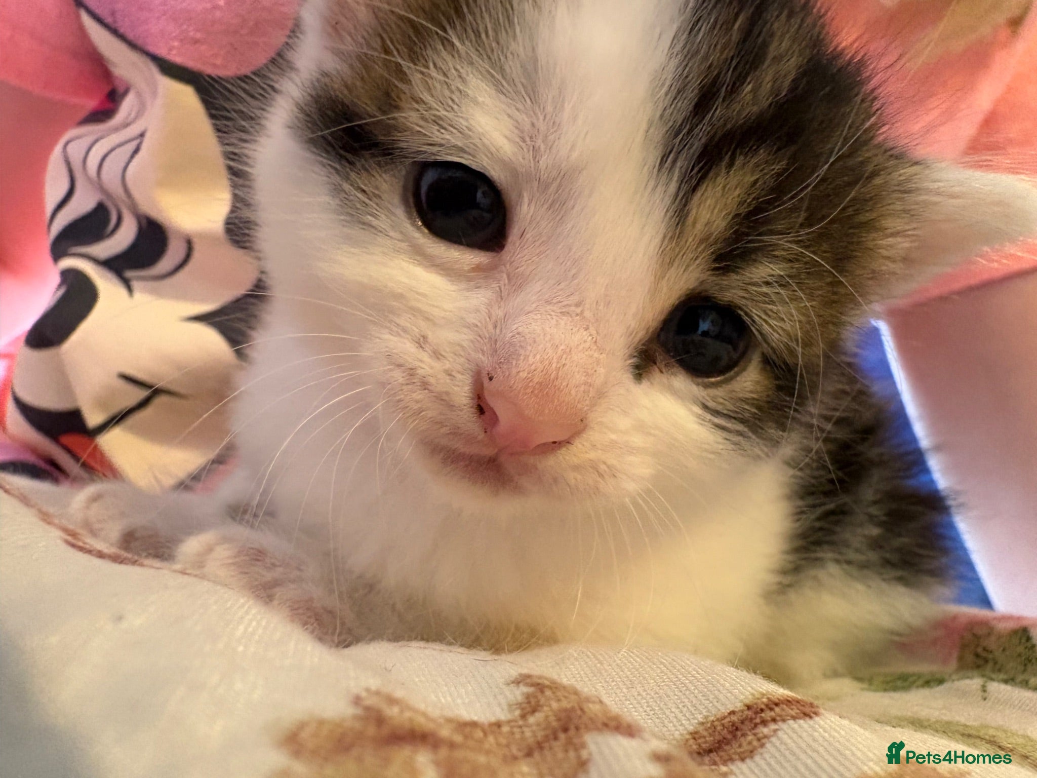 Mixed Breed cats Kittens  - Advert 6