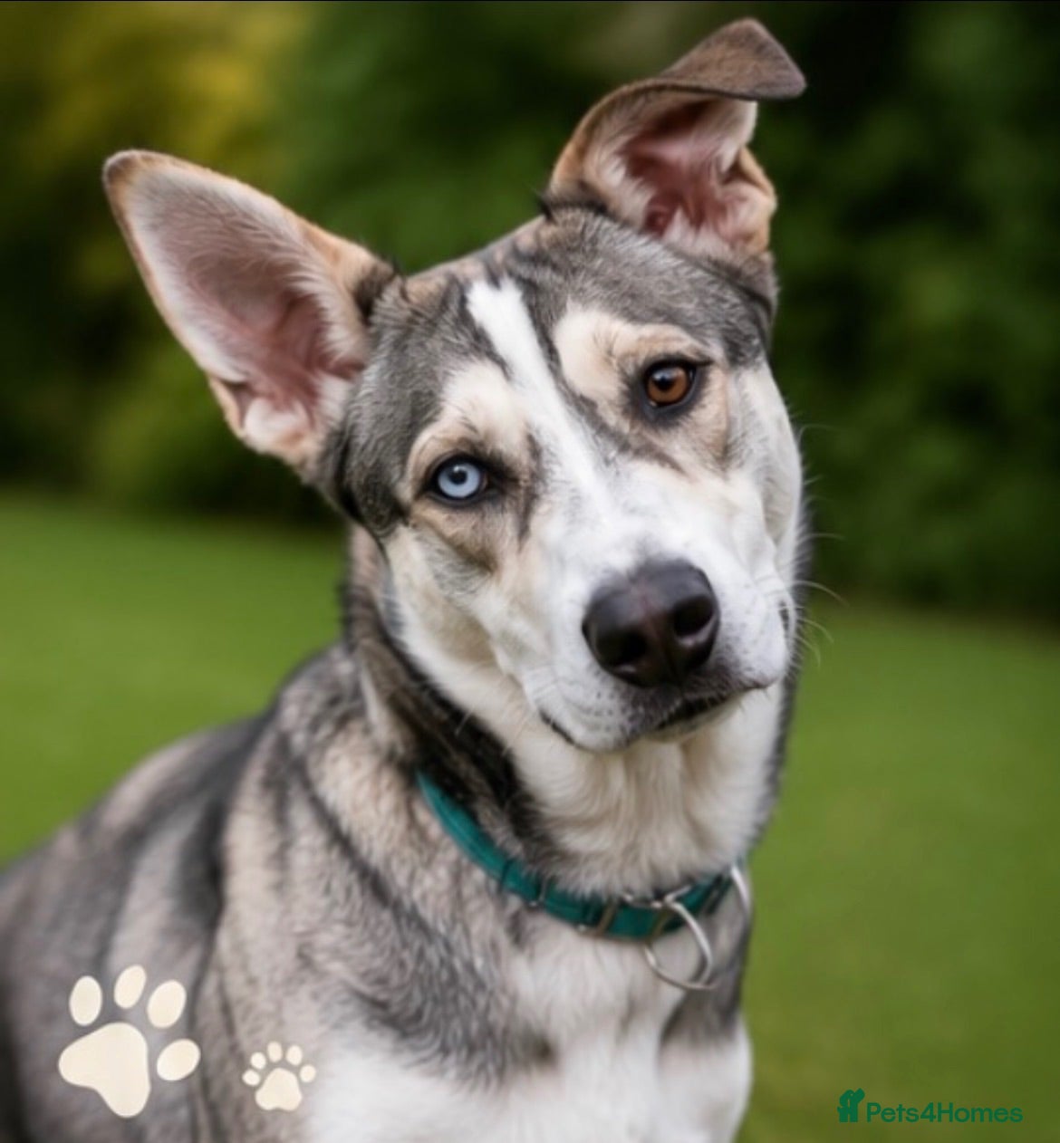 Mixed Breed dogs Luna Husky Cross - Advert 1