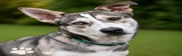 Mixed Breed dogs for sale: Luna Husky Cross - Advert 1