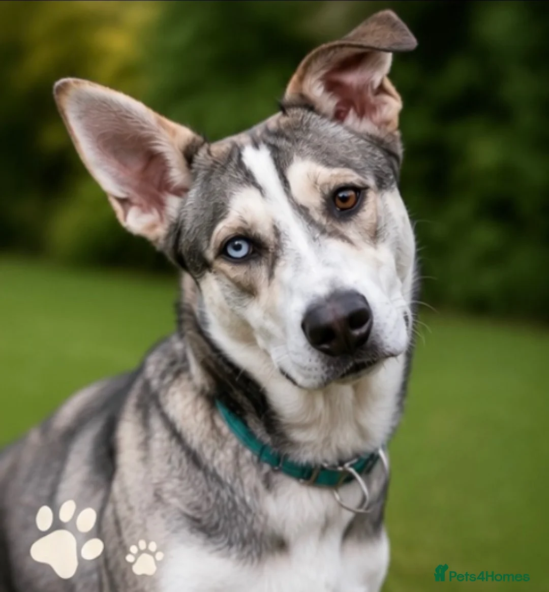 Mixed Breed dogs for sale: Luna Husky Cross - Advert 1