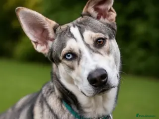 Mixed Breed dogs Luna Husky Cross - Advert 6