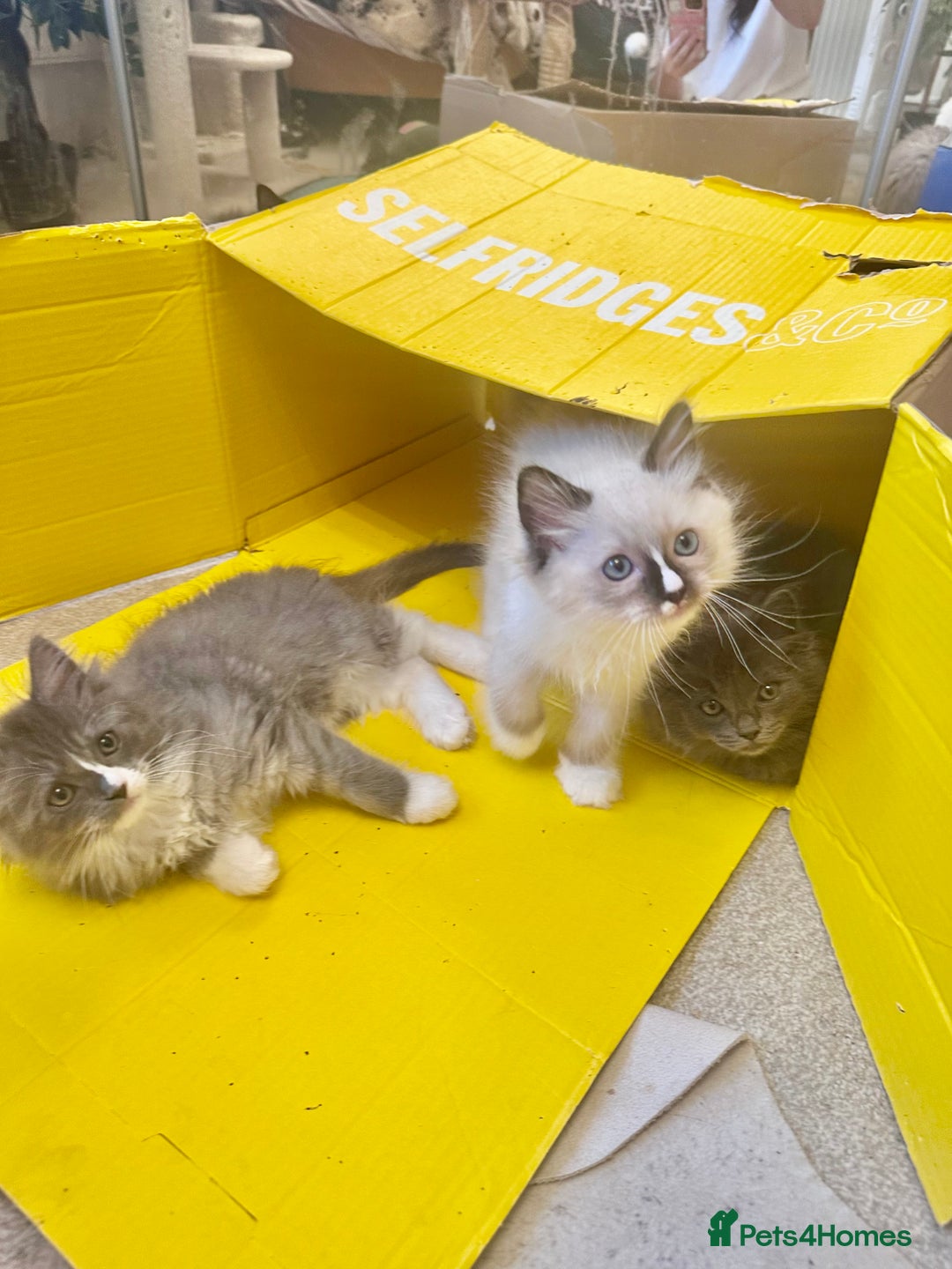 Ragdoll cats for sale: Beautiful Persia dolls  - Image 11