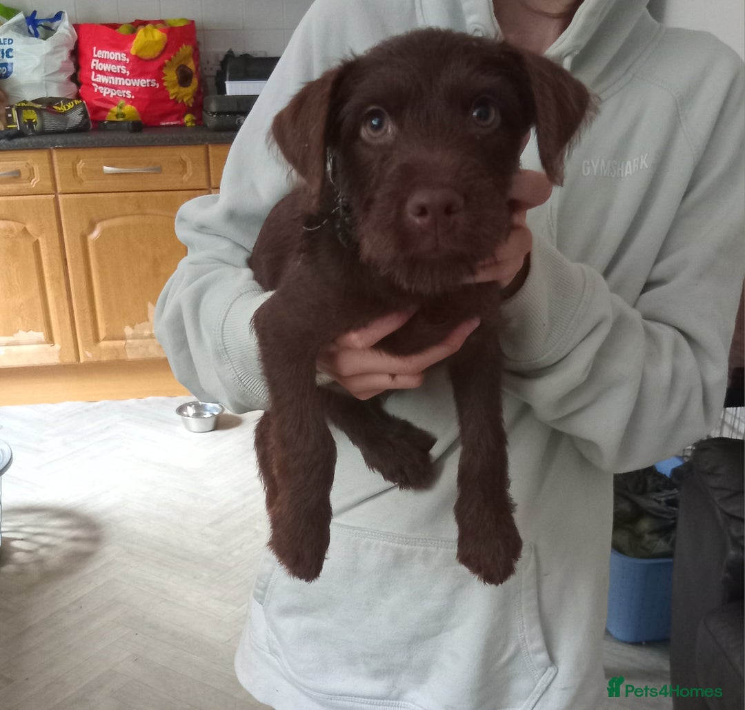 Patterdale Terrier dogs for sale: Patterdale 12weeks - Image 3