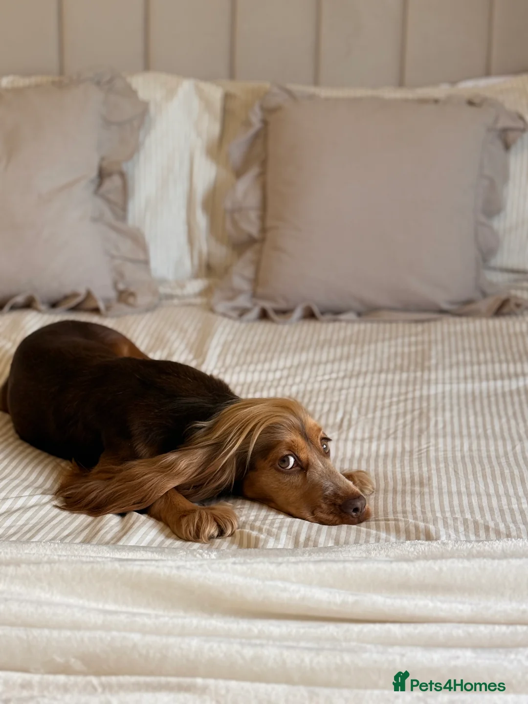 Cocker Spaniel dogs for sale: Beautiful 2 year old cocker spaniel  - Advert 6