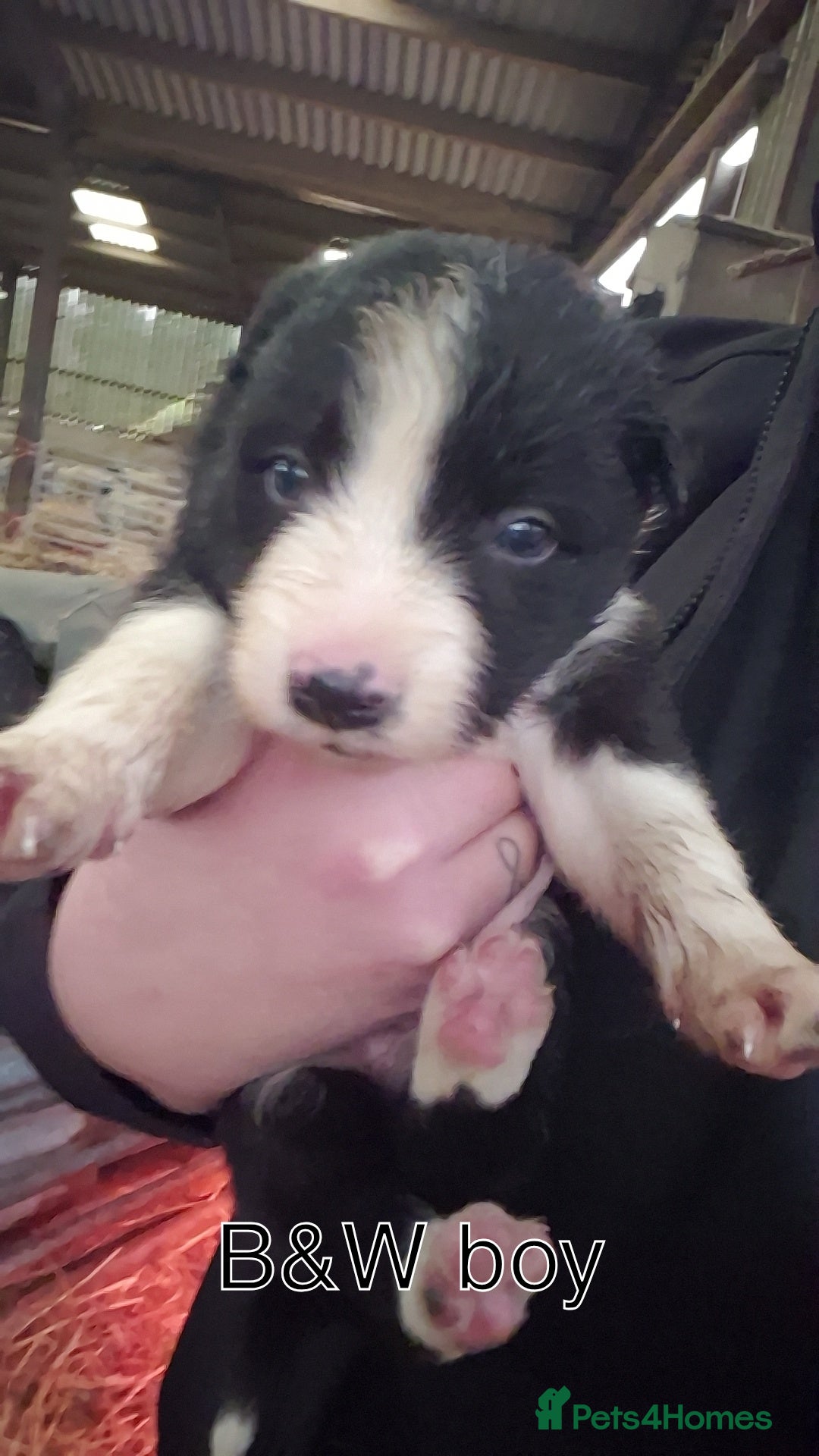 Border Collie dogs for sale: Collie Pups - Advert 4