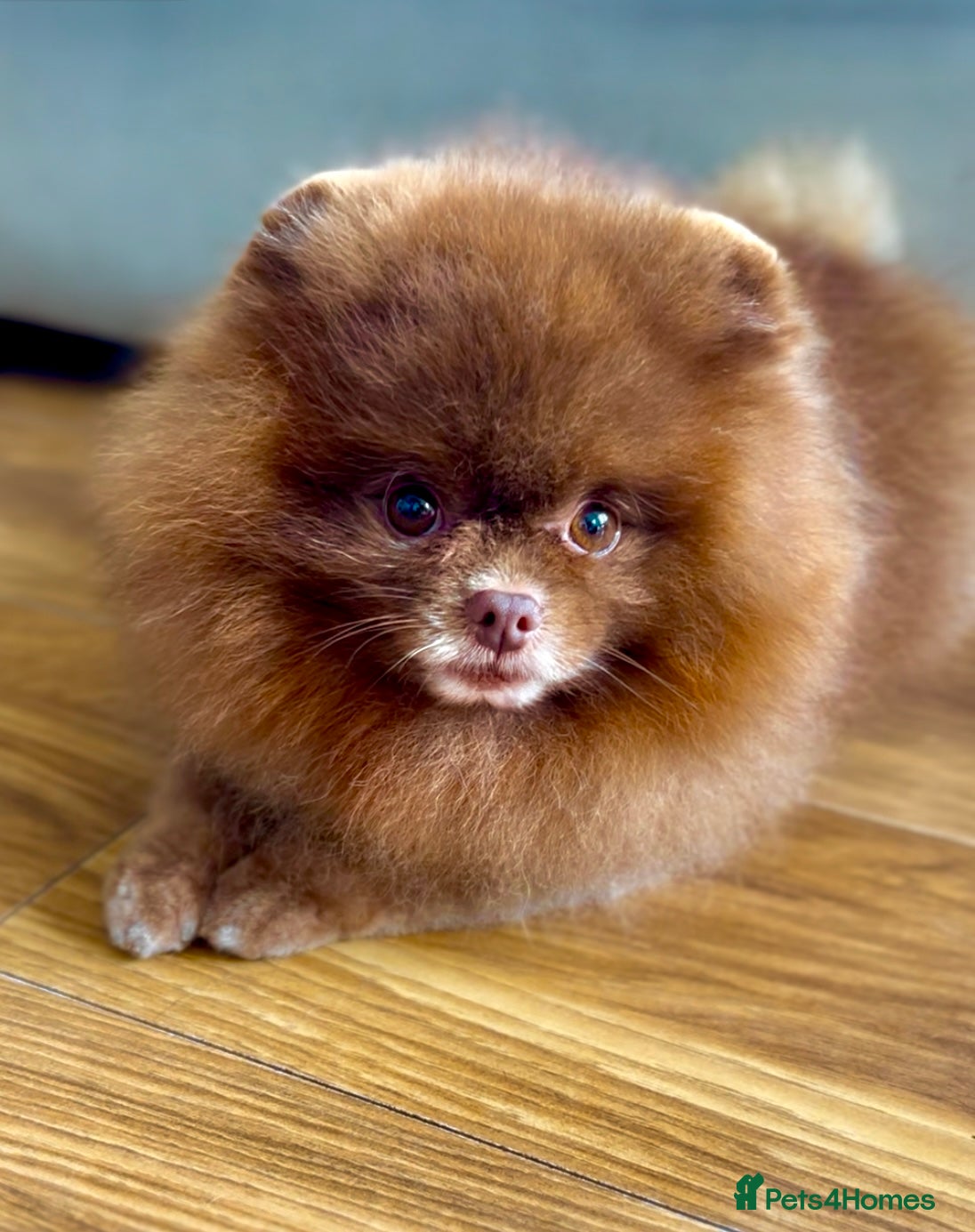 Pomeranian dogs 1.8kg Tiny Choco Carry Tan Blue Lilac DNA tested in Rotherham - Advert 24