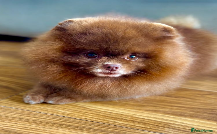 Pomeranian dogs in Rotherham - Advert 11