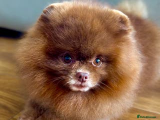 Pomeranian dogs 1.8kg Tiny Choco Carry Tan Blue Lilac DNA tested in Rotherham - Advert 6