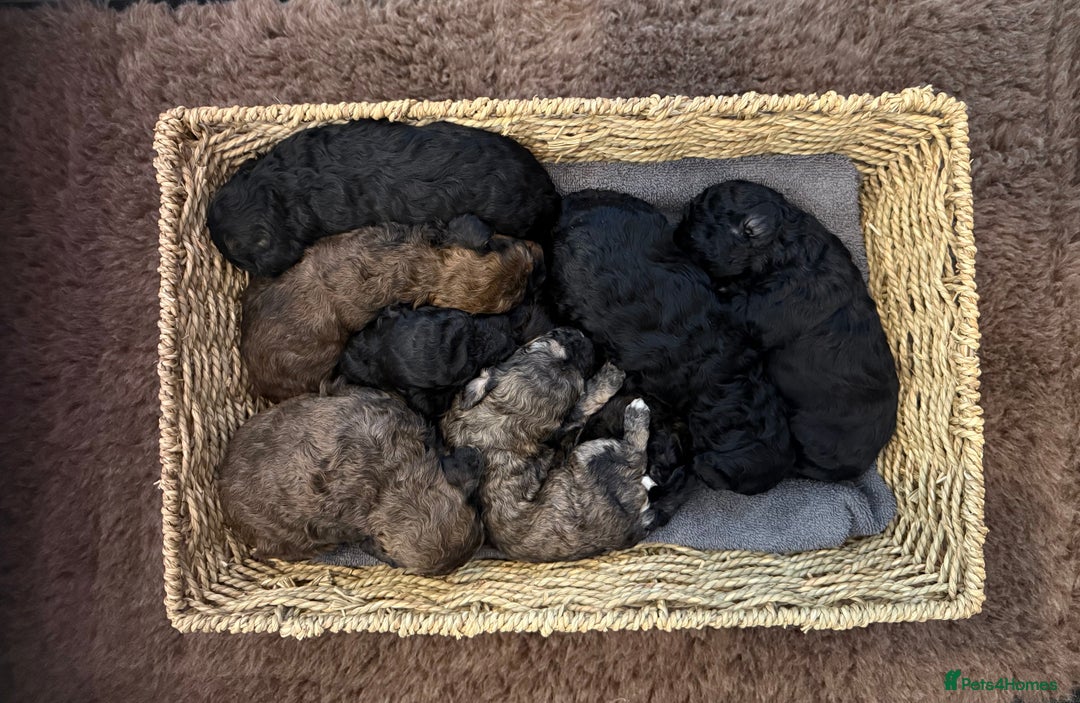 Poochon dogs for sale: Poochon puppy’s  - Advert 4