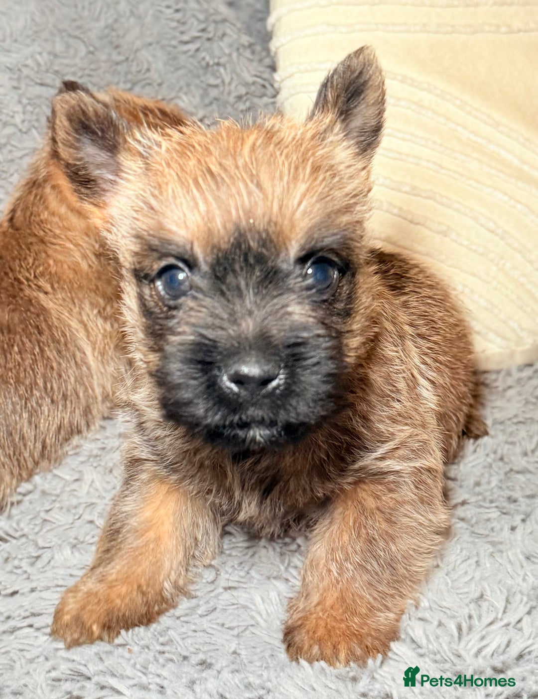 Cairn Terrier dogs for sale: STUNNING cairn terrier babies 🐾 - Advert 14