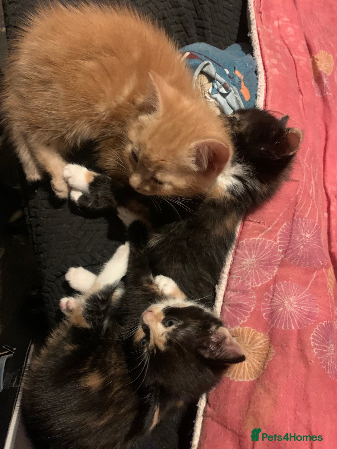 Mixed Breed cats for sale: 4 Kittens for sale  - Advert 3