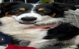 Mixed Breed dogs for sale: Pug X Collie pups (Pugollies) 3 Boys 2 Girls - Advert 24