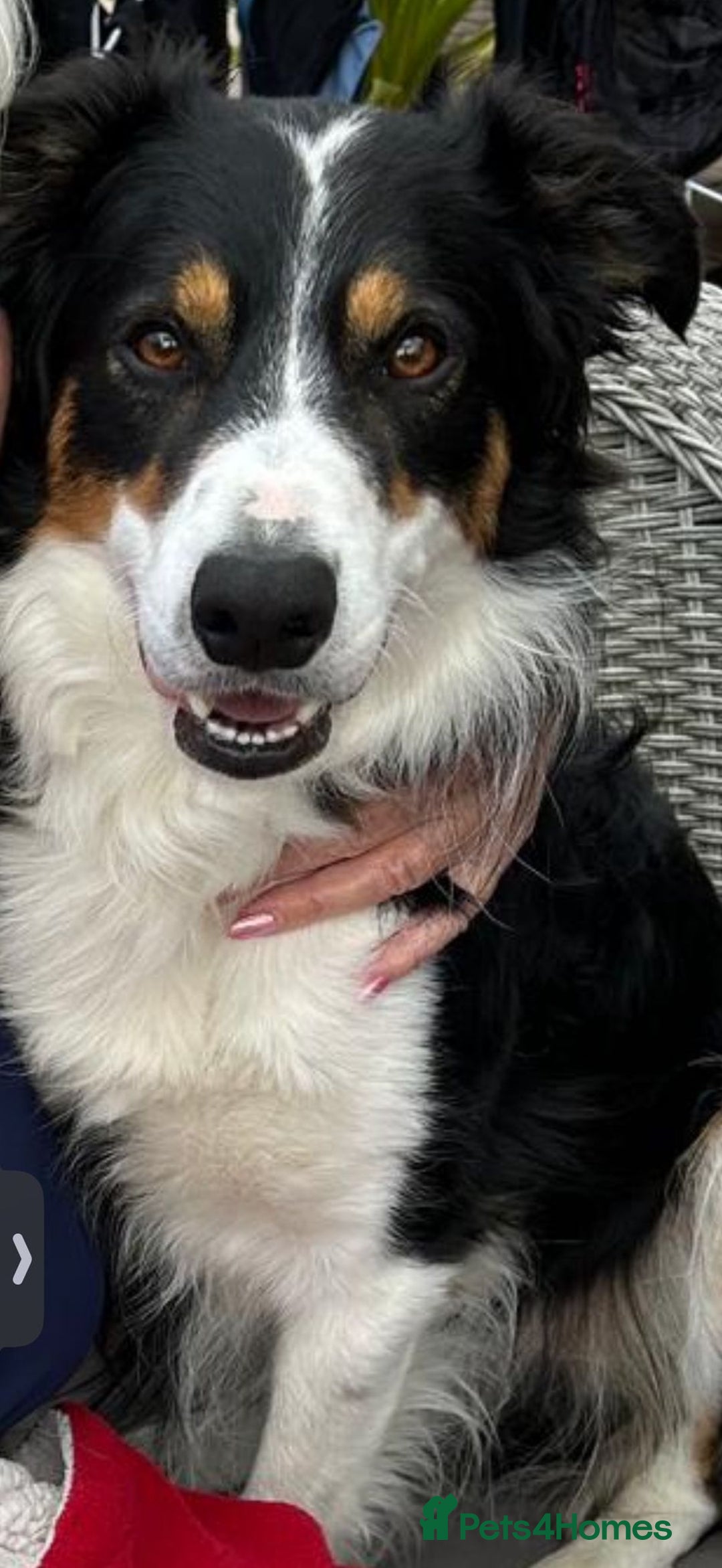 Mixed Breed dogs for sale: Pug X Collie pups (Pugollies) 3 Boys 2 Girls - Advert 24