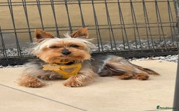 Yorkshire Terrier dogs for stud: Stud dog Yorkie - Advert 1
