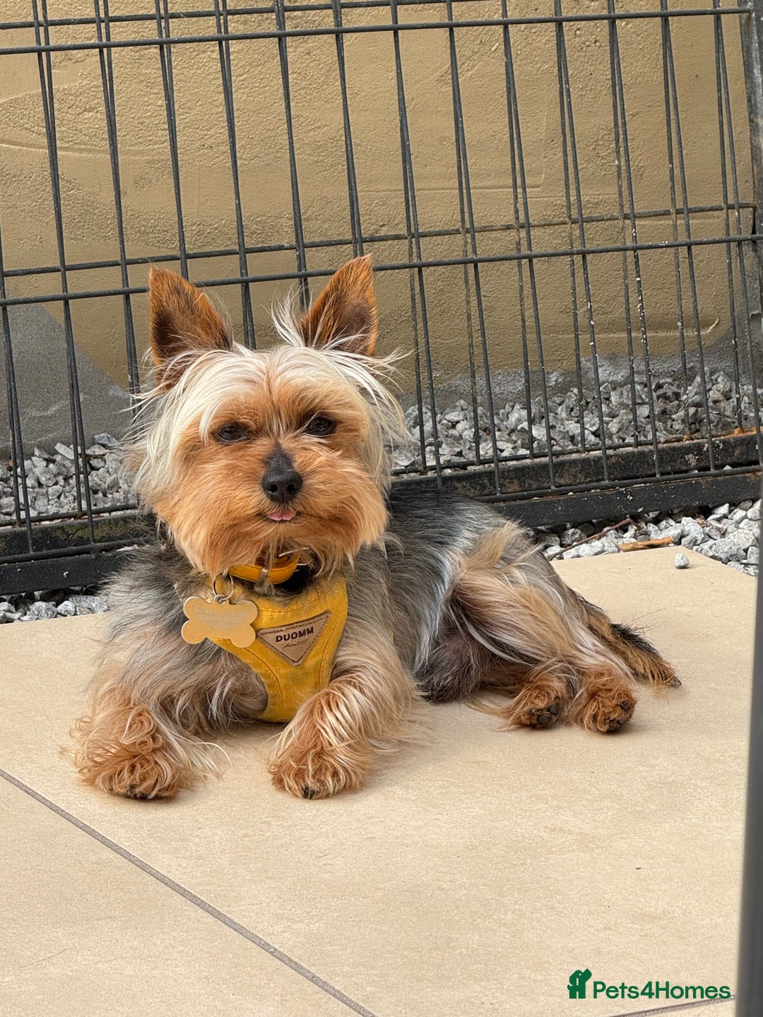 Yorkshire Terrier dogs for stud: Stud dog Yorkie - Advert 1