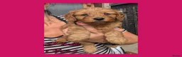 Cockapoo dogs for sale: 6 x Red Cockapoo Girls For Sale - Advert 6