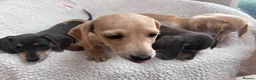 Miniature Dachshund dogs for sale: ***mini dachshund *** - Advert 3