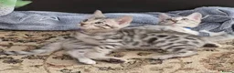 Bengal cats for sale: Stunning Silver TICA reg kitten - Advert 11