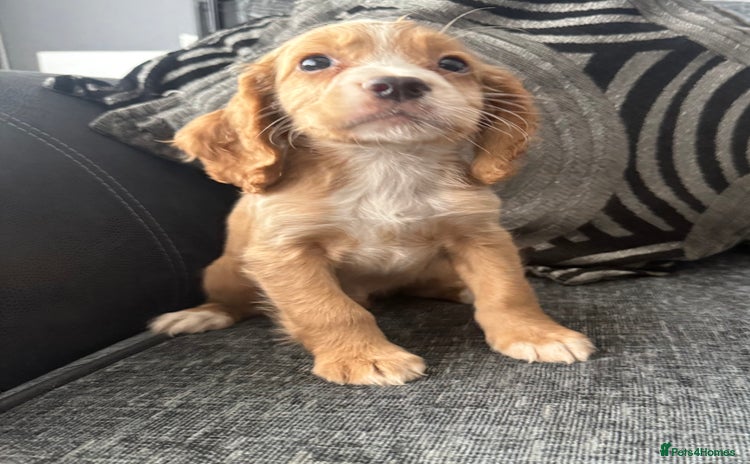 Cocker Spaniel dogs - Advert 14