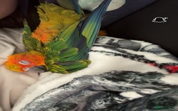 Ringnecks birds for sale: Baby sun conure  in Redcar - Image 5