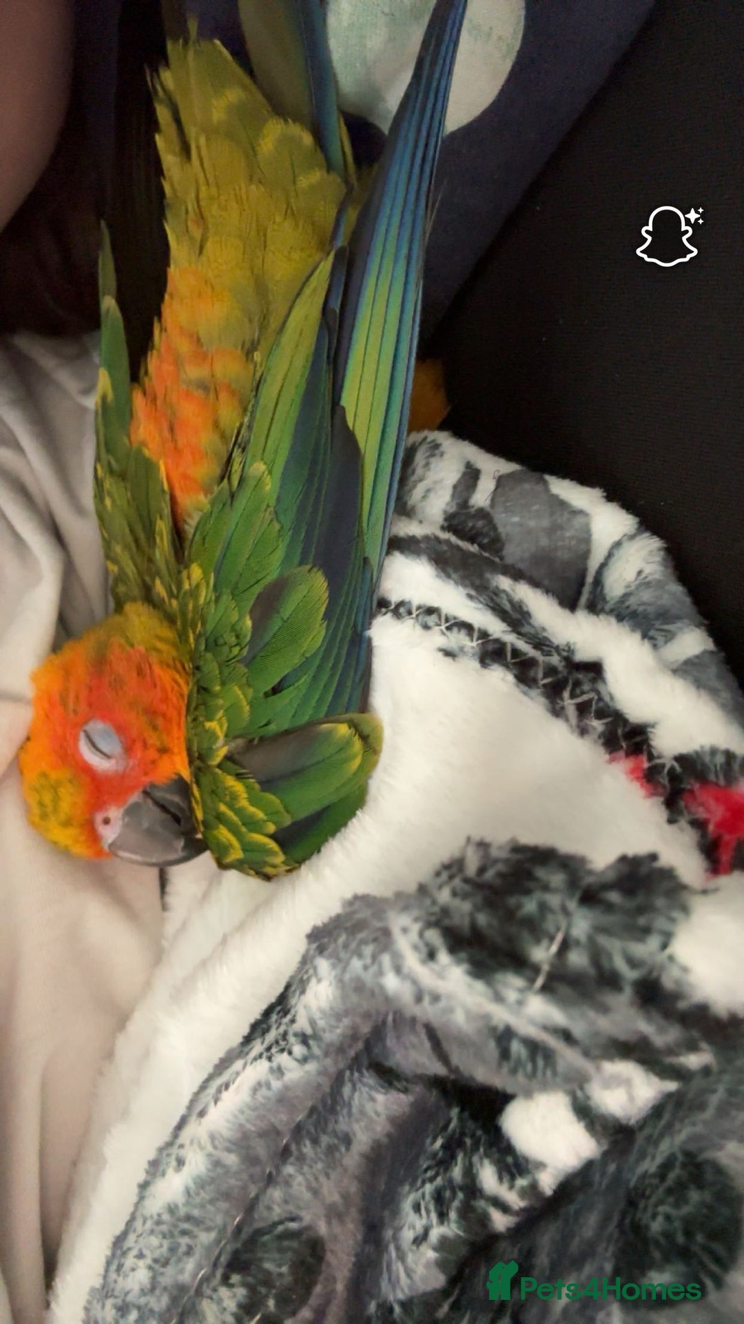 Ringnecks birds for sale: Baby sun conure  in Redcar - Image 5