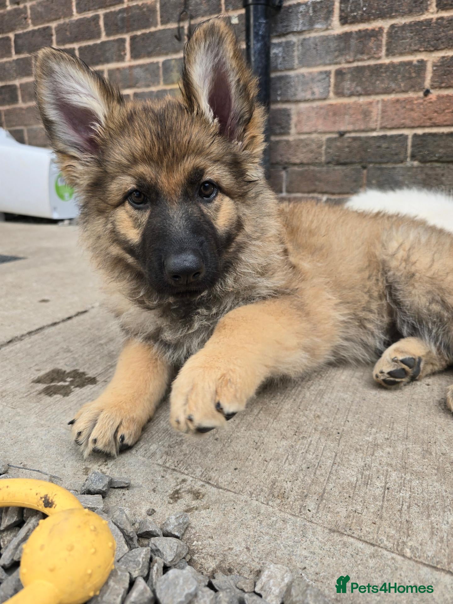 German Shepherd dogs 💥 READY TO LEAVE💥💕Lunas pups 💕 - Advert 11