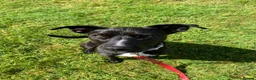 Mixed Breed dogs for adoption: Penny - Staffie Cross (16 kgs) in Bristol - Advert 5