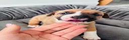 Staffordshire Bull Terrier dogs for sale: Staffordshire bull terrier puppies in Worksop - Advert 22