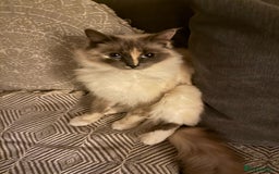 Ragdoll cats for sale: Ragdoll  - Image 5