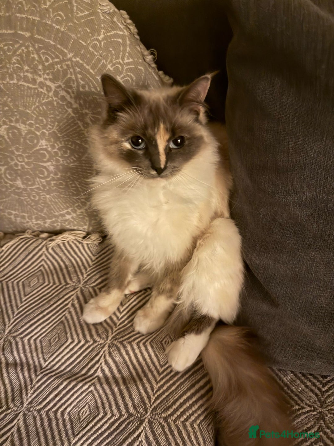 Ragdoll cats for sale: Ragdoll  - Image 5