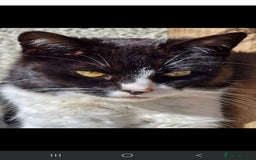Domestic Shorthair cats for sale: Please read - Image 6