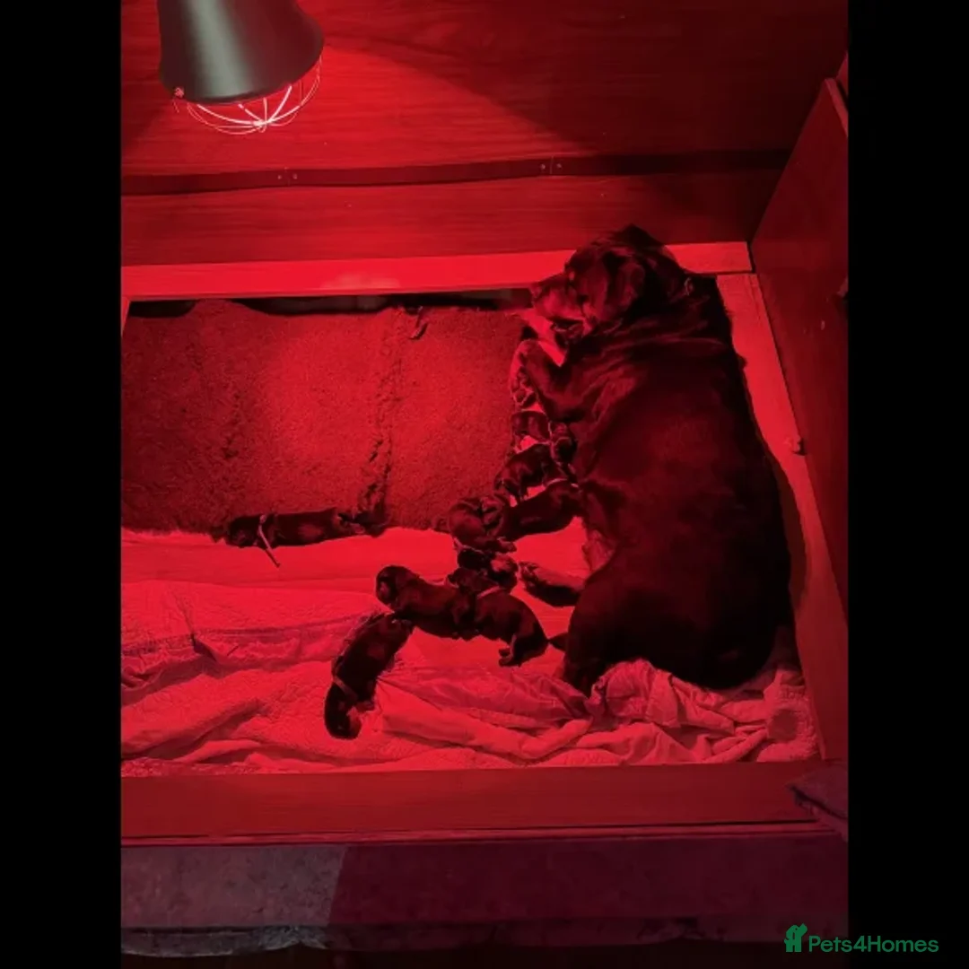 Rottweiler dogs for sale: Rottweiler puppies - Advert 1