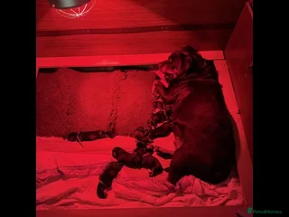 Rottweiler dogs Rottweiler puppies - Advert 5