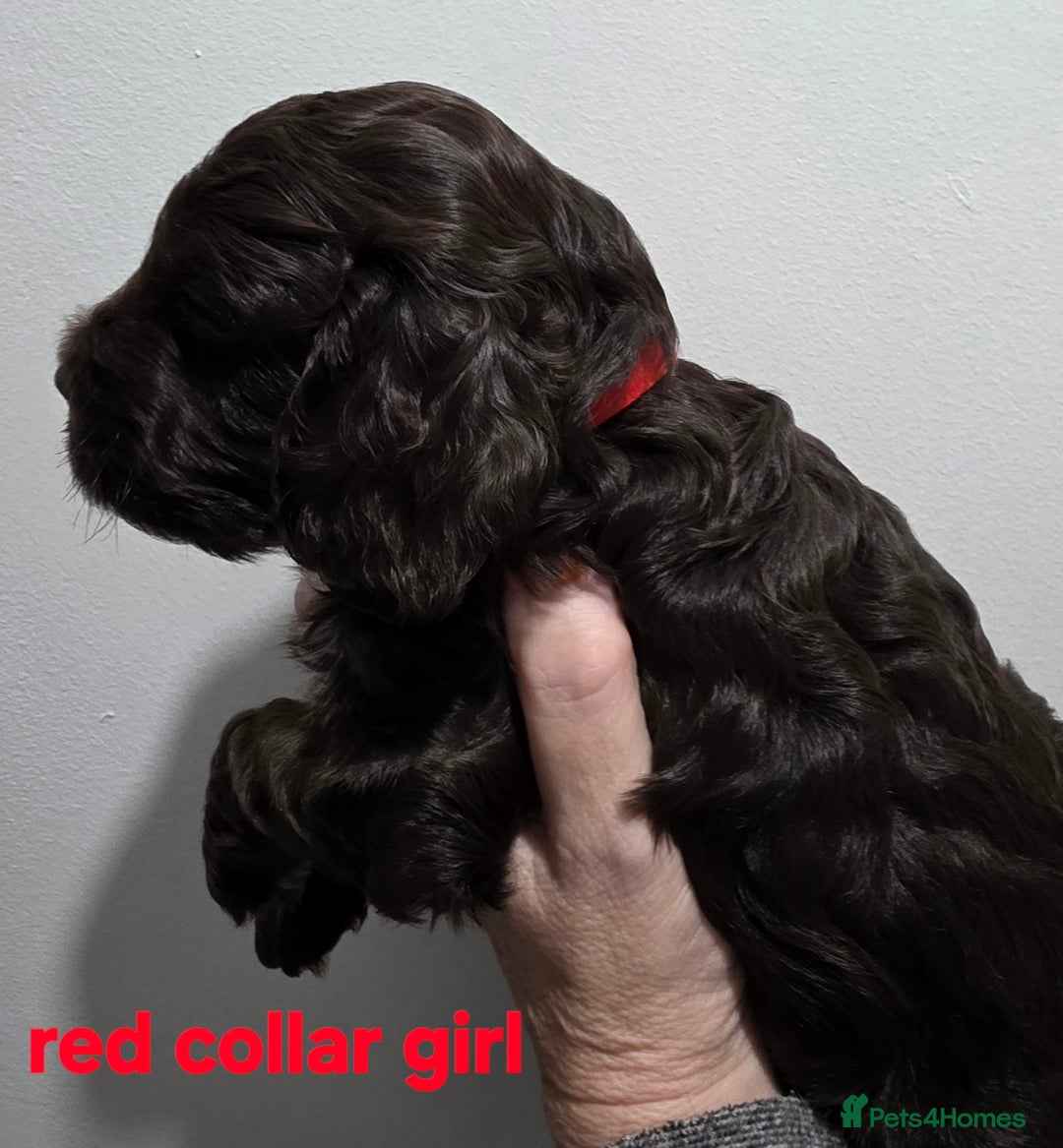 Cockapoo dogs for sale: Stunning f1 cockapoo pups - Advert 3
