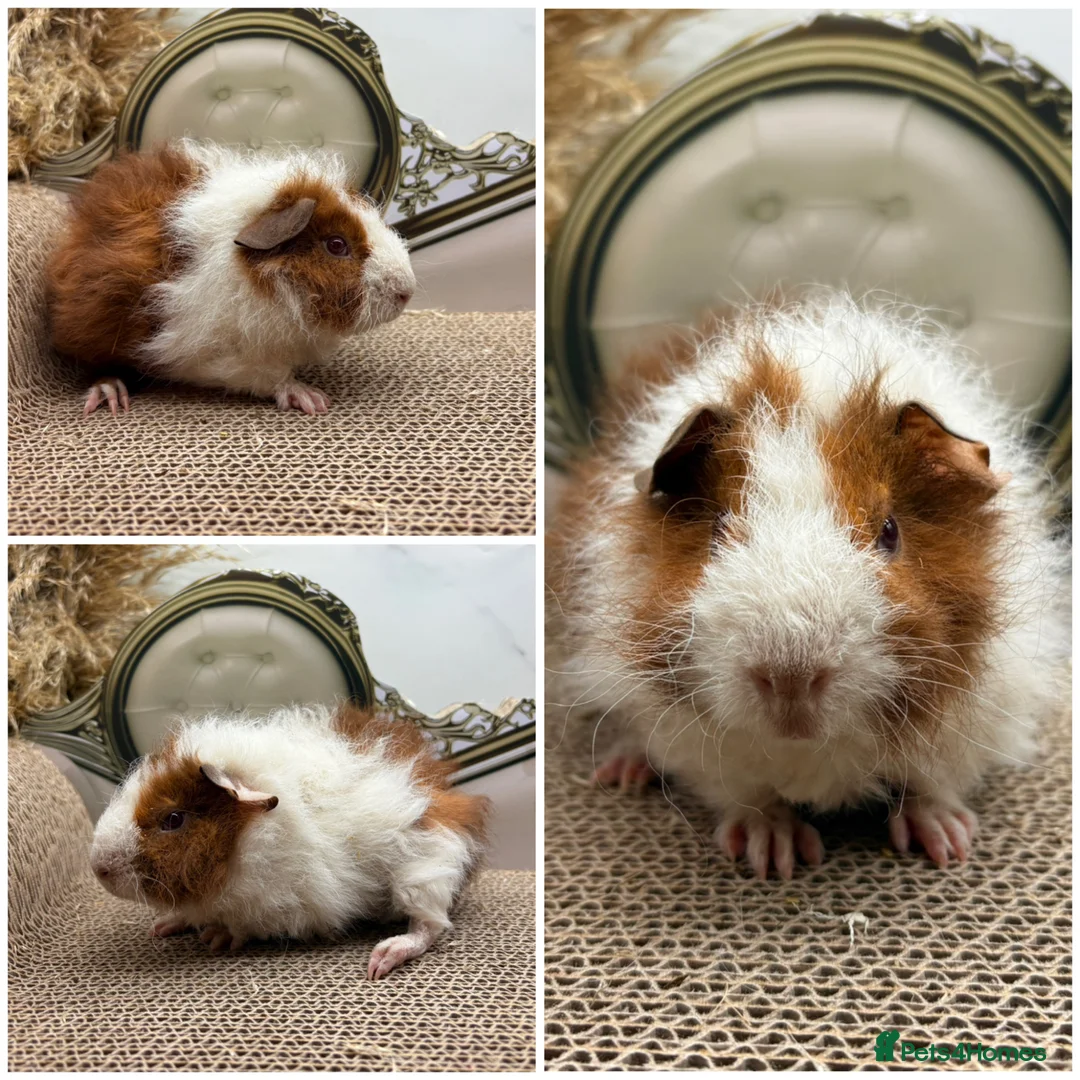 Guinea Pig rodents for sale: Multiple Piggy’s for sale ☺️ - Advert 3