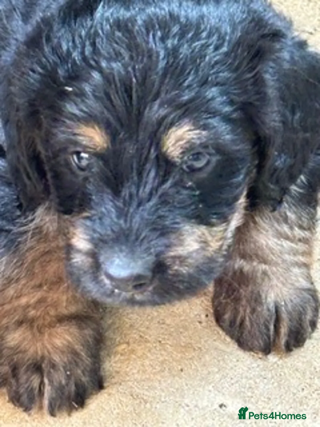 Labradoodle dogs for sale: Toy Doodles - Advert 1