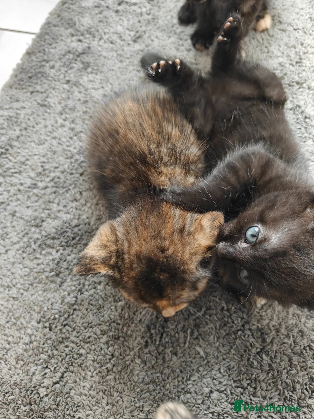 Mixed Breed cats for sale: Kittens  in Eastbourne - Advert 2